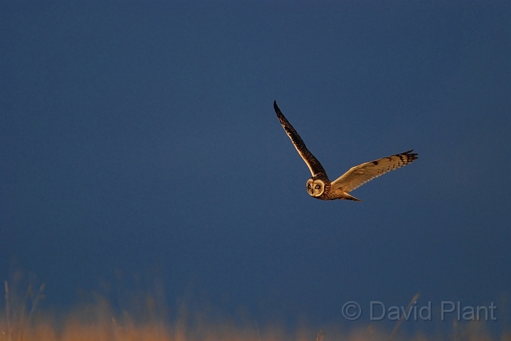 Short-eared owl - G.JPG - Short-eared owl - Gloucestershire